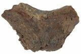 Dinosaur Rib Bone Section - Wyoming #192565-1